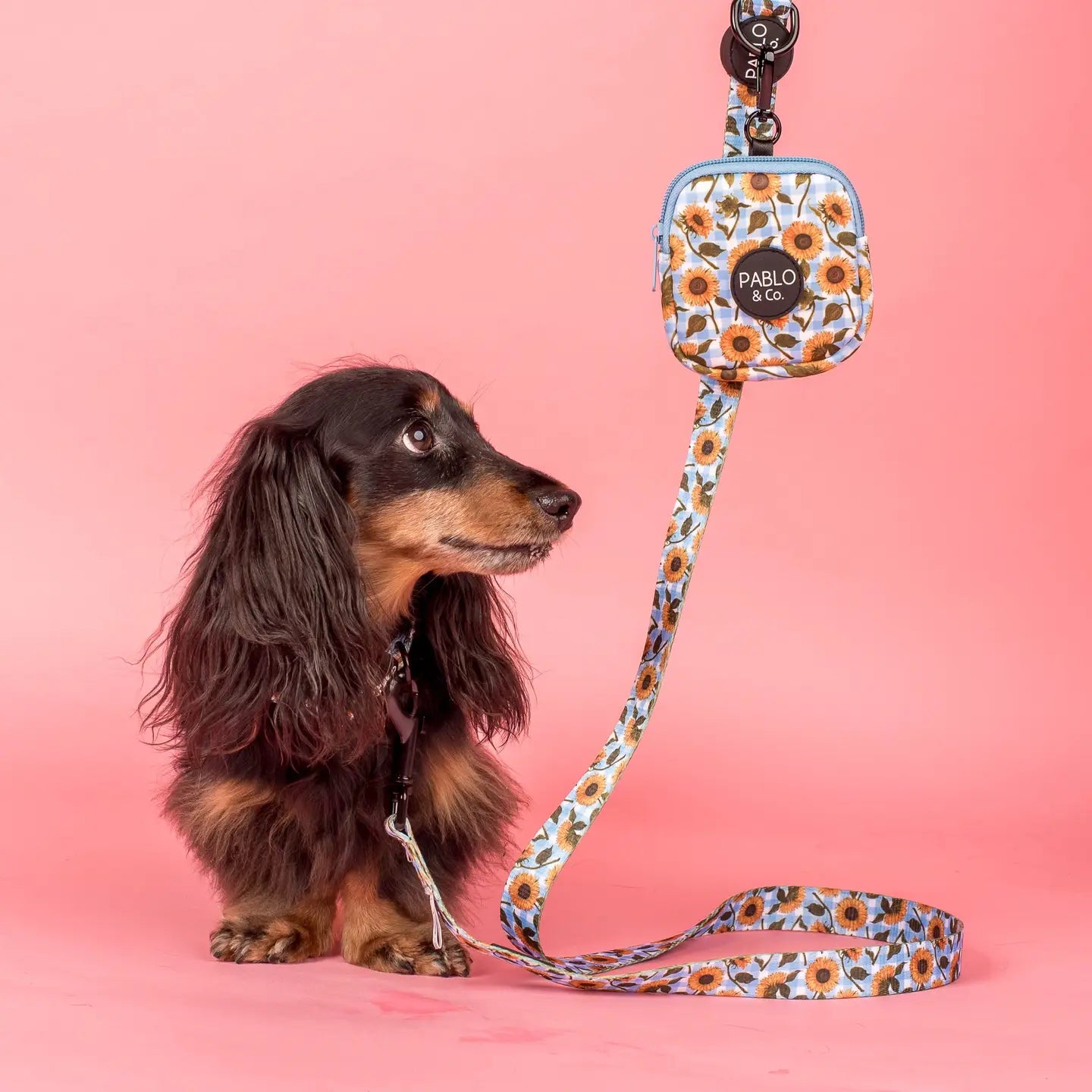 Correa Sunflower Vichy